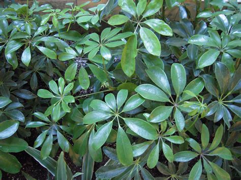 are schefflera plants poisonous to dogs