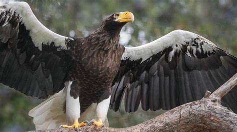 are sea eagles endangered