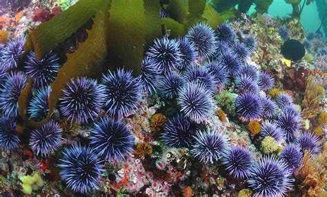 are sea urchins endangered species