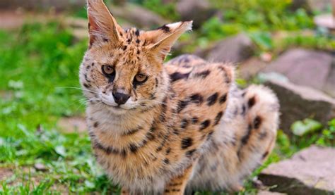 are servals good pets