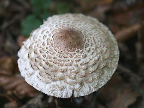 are shaggy parasol mushrooms edible