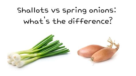 Are Shallots And Spring Onions The Same