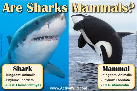 Are sharks mammals?