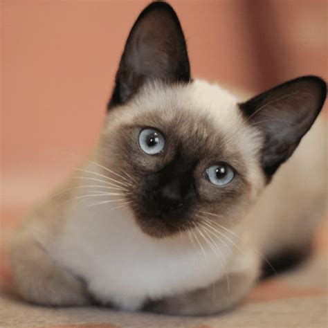 are siamese cats good with other cats