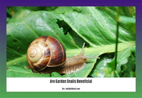 are snails beneficial to your garden
