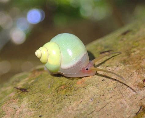 Are Snails Cute