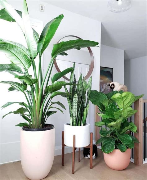are snake plants good for humidity