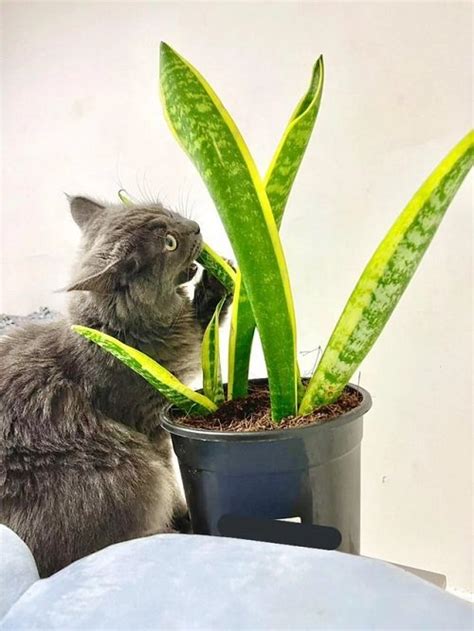 are snake plants poisonous to cats treatment