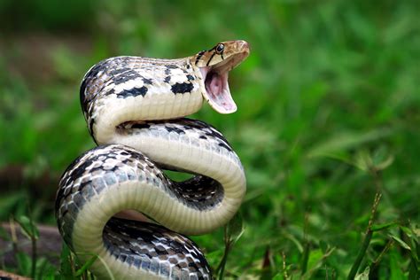 Are Snakes Deadly? The Honest Truth About Their Bite