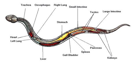 How Snakes Digest Food: Understanding Your Pet's Unique System