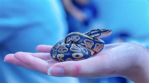 Are Snakes Good Pets