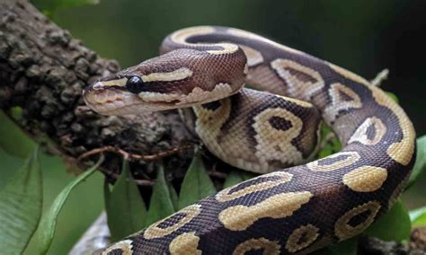 Are Snakes Pets? A Realistic Look At Keeping Reptiles At Home