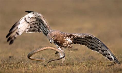 Are Snakes Truly Apex Predators In The Wild