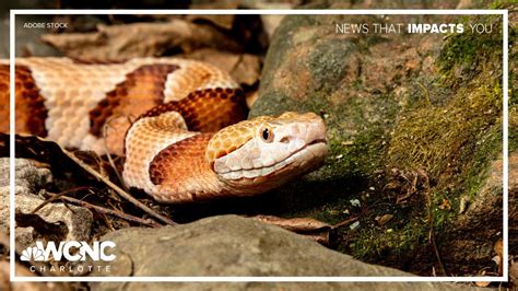 Are Snakes Protected By Law? A Guide To Wildlife Laws