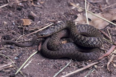 Are Snakes Actually Round