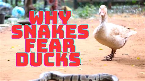 Are Snakes Scared Of Ducks