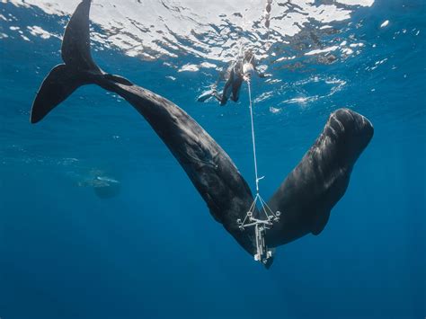 are sperm whales aggressive to humans