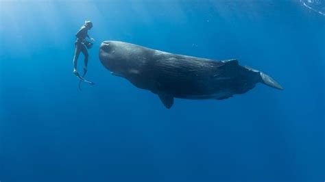 are sperm whales friendly to humans
