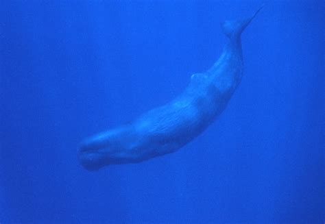 are sperm whales impulsive