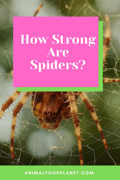 are spiders strong