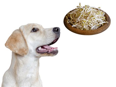 are sprouts ok for dogs