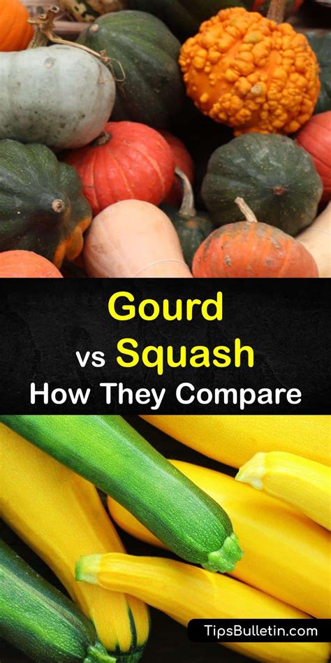 Are Squash And Gourds The Same