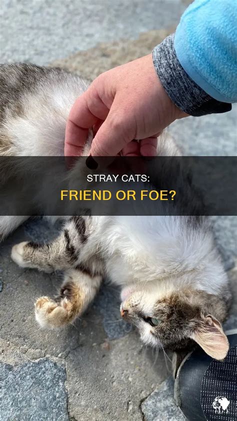 Are Stray Cats Friendly