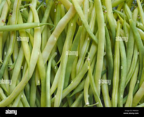 Are String Beans Legumes Or Vegetables