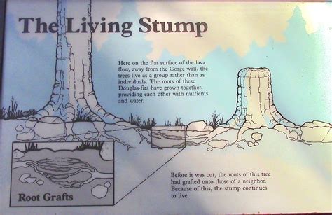 Are Stumps Alive