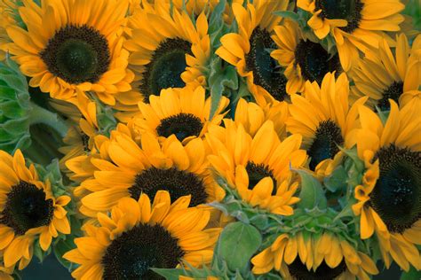 are sunflowers a summer flower