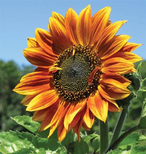 are sunflowers a summer or fall flower