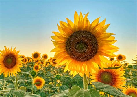 are sunflowers in season