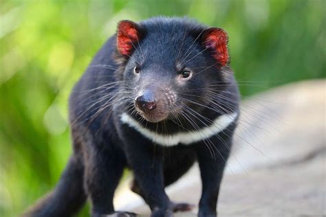 are tasmanian devils native to australia