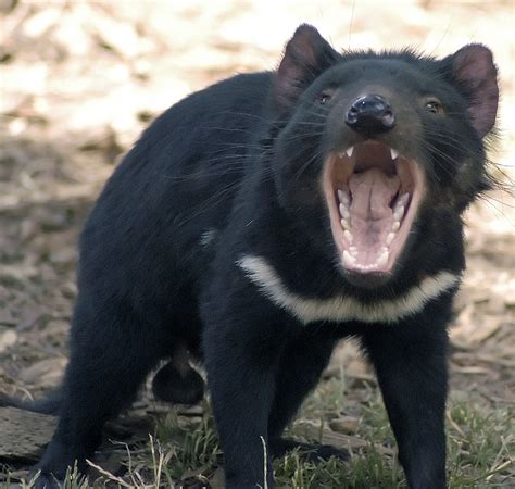 are tasmanian devils related to badgers