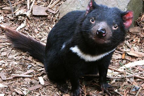 are tasmanian devils related to skunks