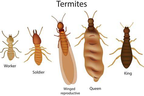 Discovering the Truth: Are Termites Blind? Uncovering the Myth and Facts with Expert Insights