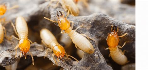 are termites dangerous to humans