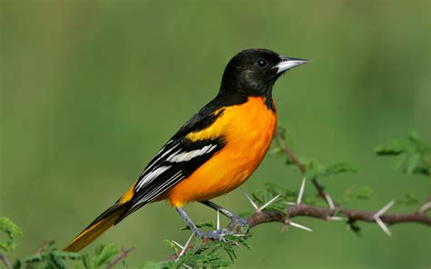 are the baltimore orioles for real