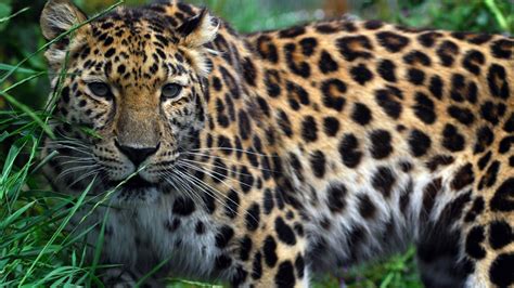 are the leopards endangered of extinction