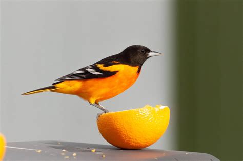 are the orioles good