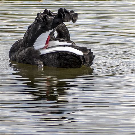 are the swans playing today