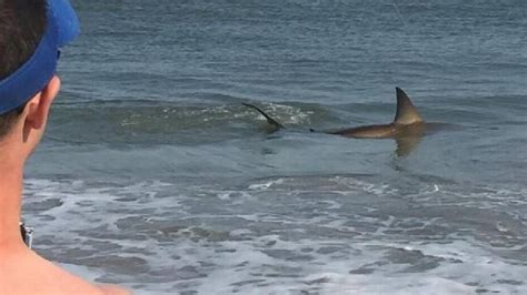 are there a lot of sharks in myrtle beach