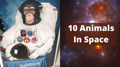are there animals in space