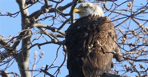 are there bald eagles in nj