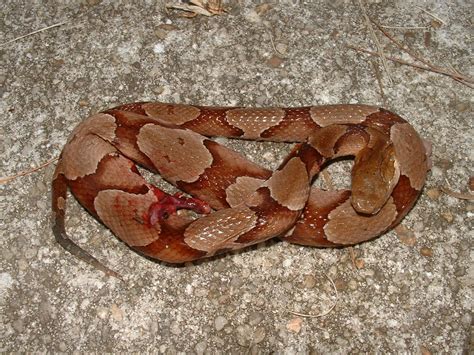 are there copperhead snakes in central florida