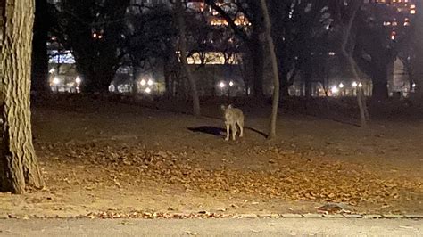 are there coyotes in central park