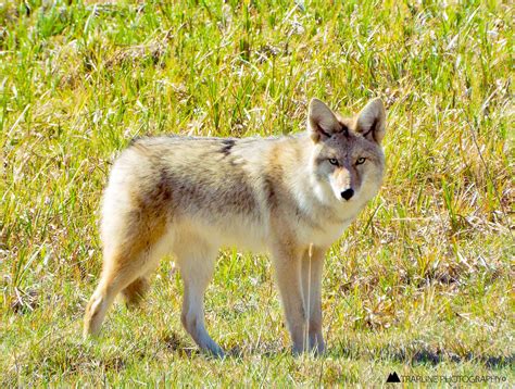 are there coyotes in nebraska