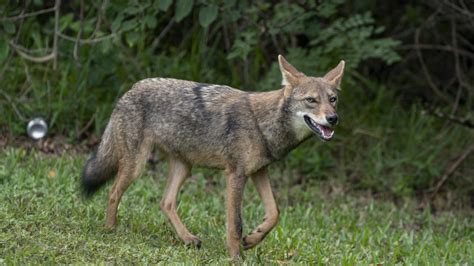 are there coyotes in south florida