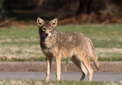 are there coyotes in southern maryland