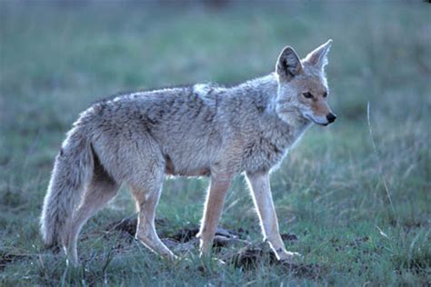 are there coyotes in the adirondacks